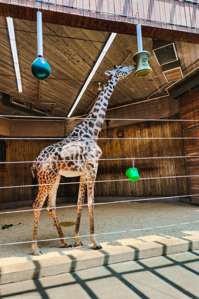 Giraffe at Roger Williams Park Zoo